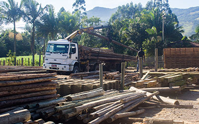 Eucalipto Roliço